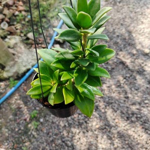 Hoya Pachyclada Snow Lotus'(((hoya-pachyclada-small-leafs