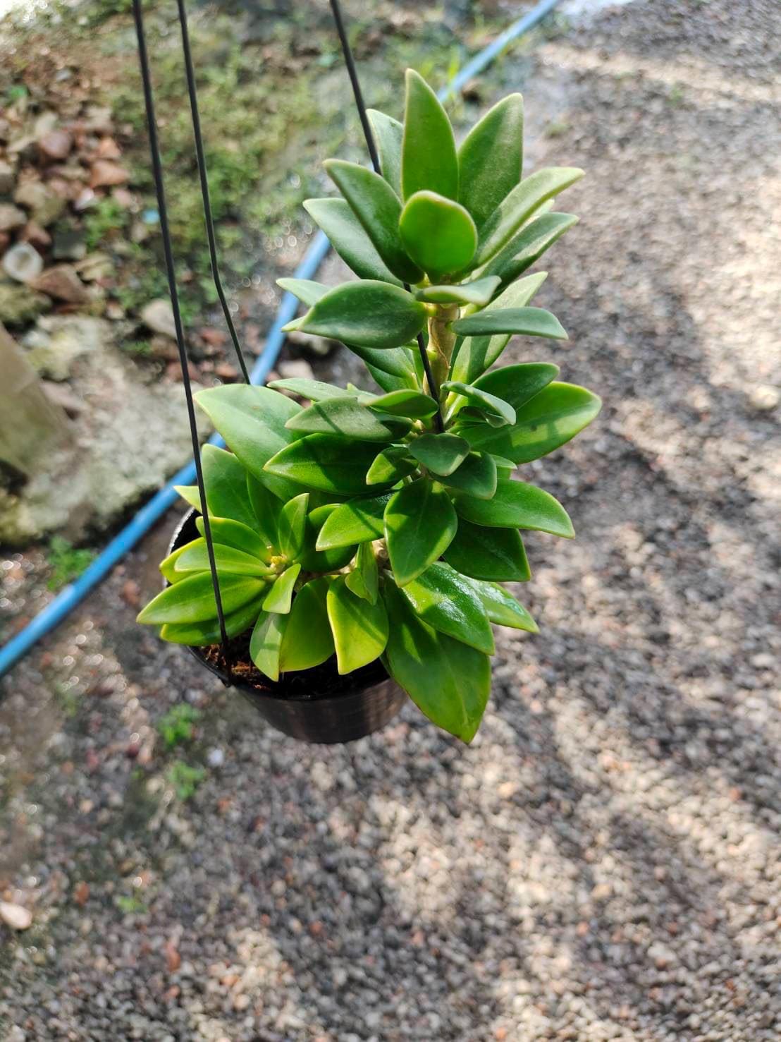 Hoya Pachyclada Snow Lotus - Etsy