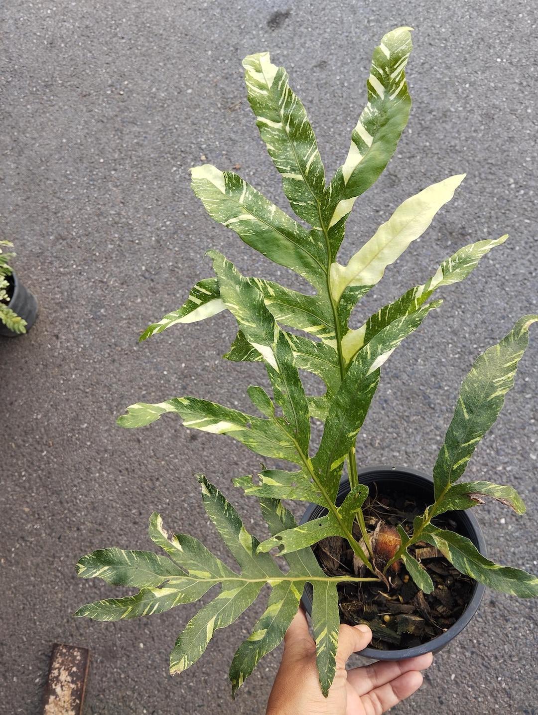 その他観葉植物 1 Drynaria quercifolia Variegated Drynaria Quercifolia Variegated/oak Leaf Fern Variegated - Etsy