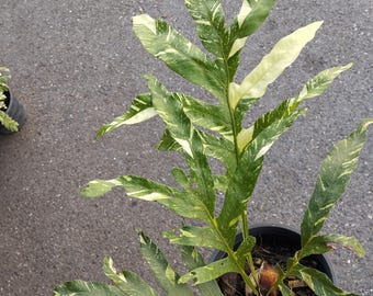 Drynaria quercifolia variegada/Helecho hoja de roble variegado
