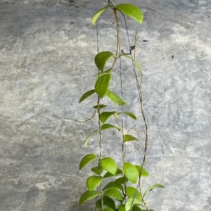 May include: A green and brown houseplant with trailing vines growing in a black pot. The plant is on a grey concrete surface.