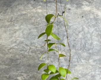 Hoya Mindorensis