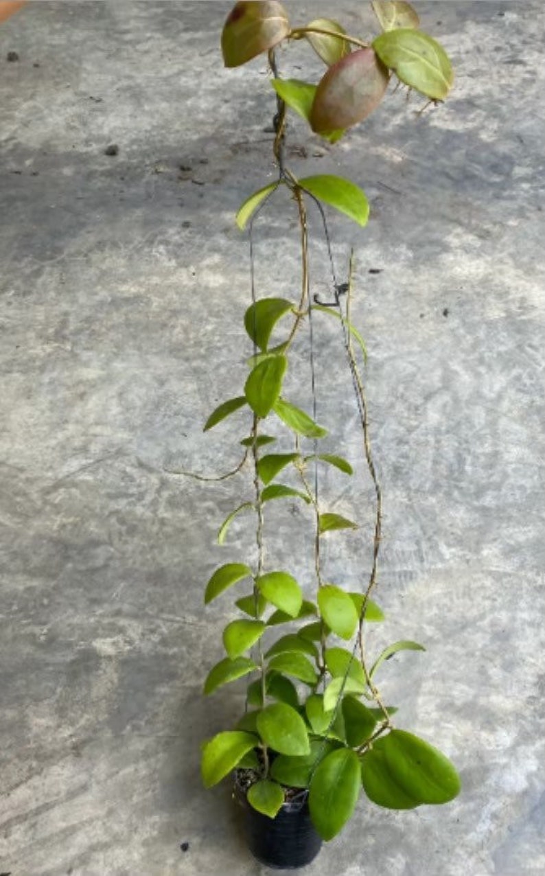 Op de afbeelding: Een groene en bruine kamerplant met hangende ranken die in een zwarte pot groeit. De plant staat op een grijs betonnen oppervlak.