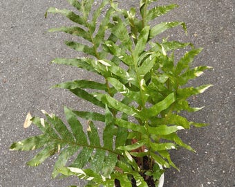 Drynaria Quercifolia Variegated/oak Leaf Fern Variegated - Etsy