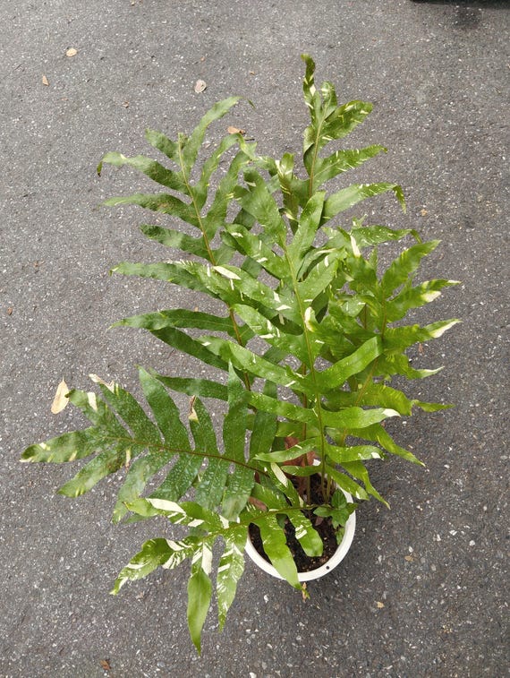 Drynaria Quercifolia Variegated/oak Leaf Fern Variegated - Etsy