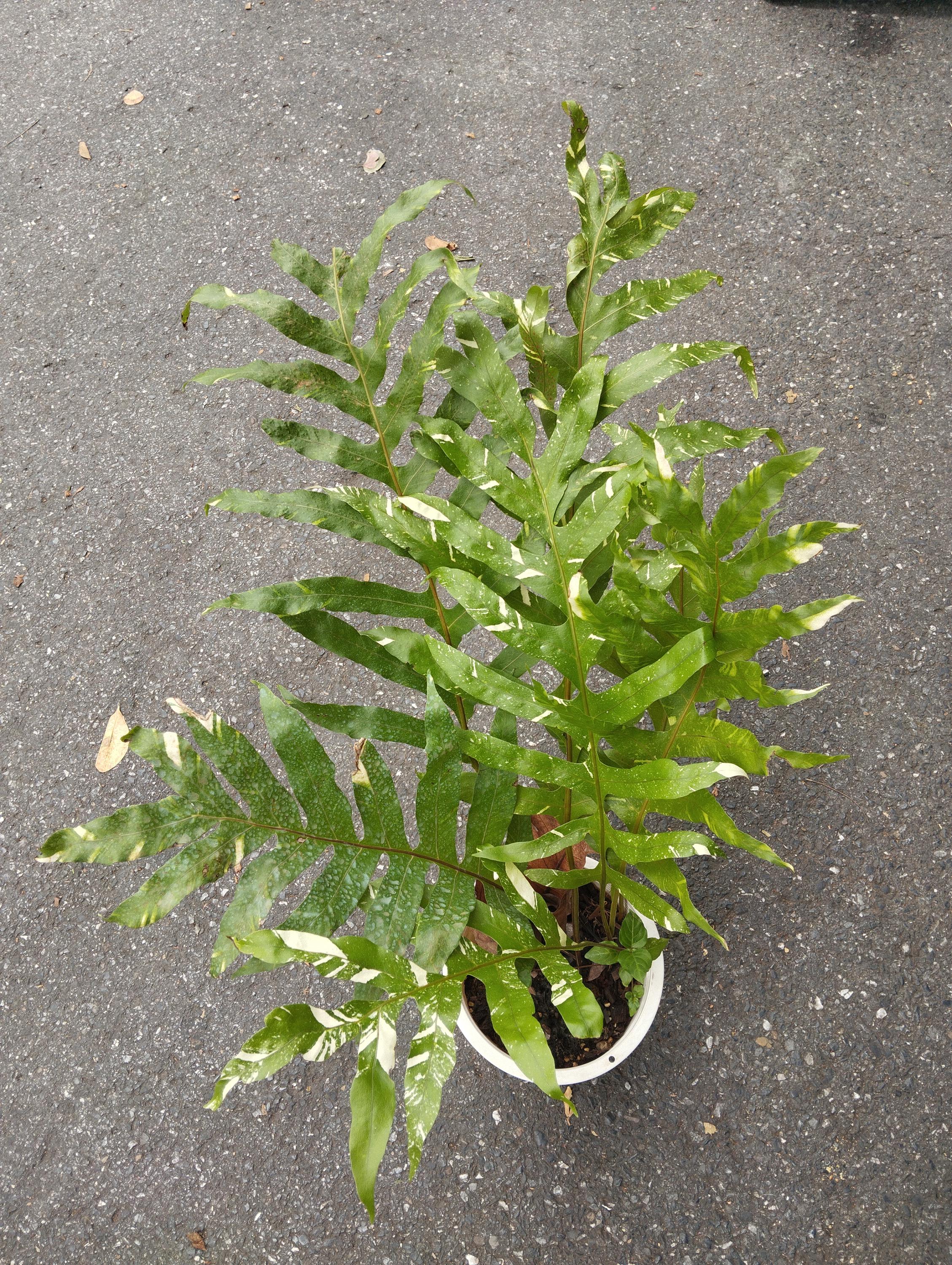 Drynaria quercifolia variegated @bikamori ドリナリア