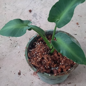 Philodendron Rugosum