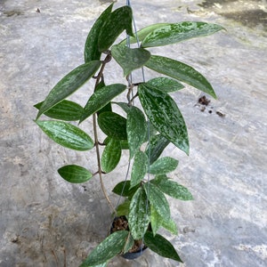 Hoya Rangsan