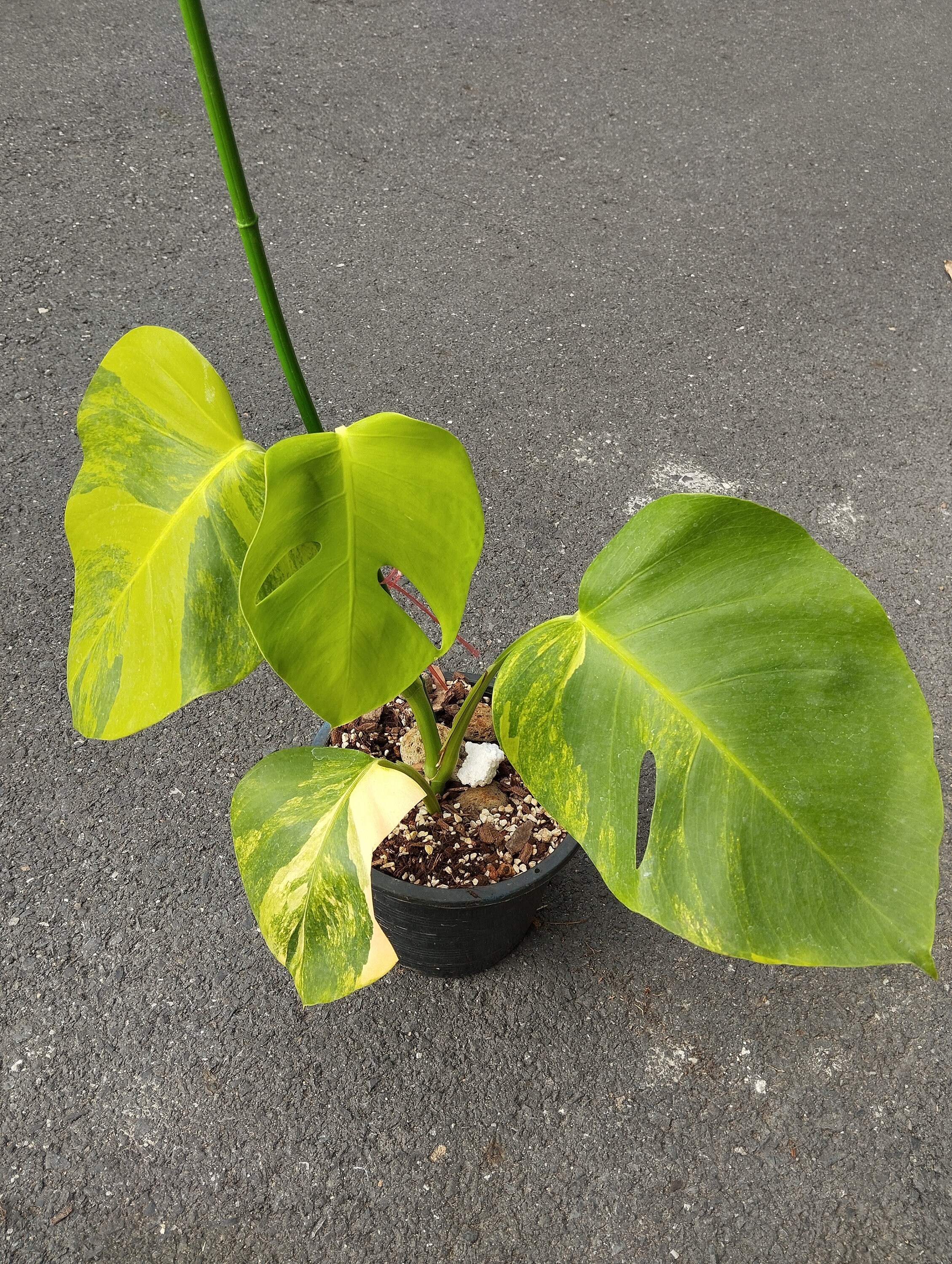 Monstera Green on Green Variegated - Etsy