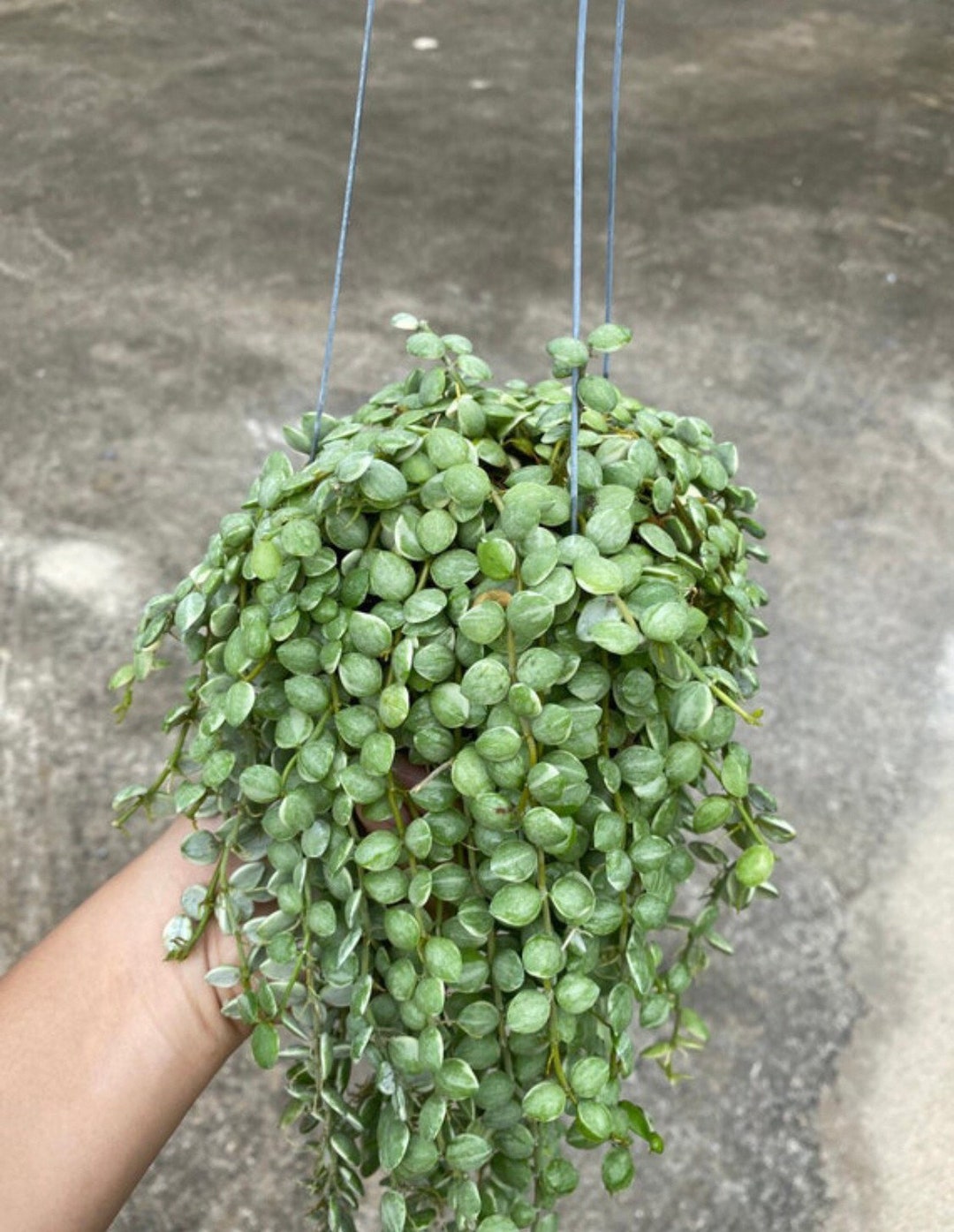 zimmerpflanze ficus ginseng Bonsai Ficus 'Ginseng' - Ficus microcarpa ginseng main image 0