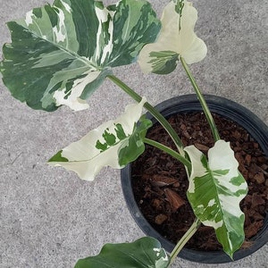 Alocasia Okinawa Variegated