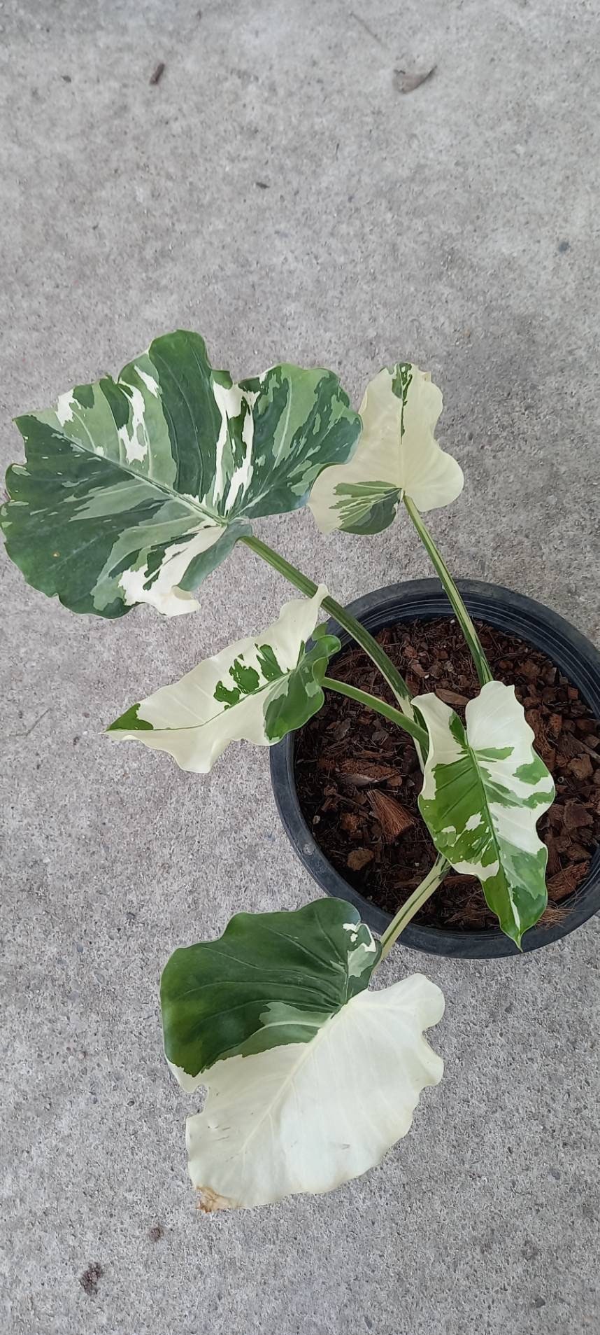 Okinawa Silver Variegated Alocasia - Etsy