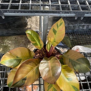 Black Cardinal Philodendron - Etsy