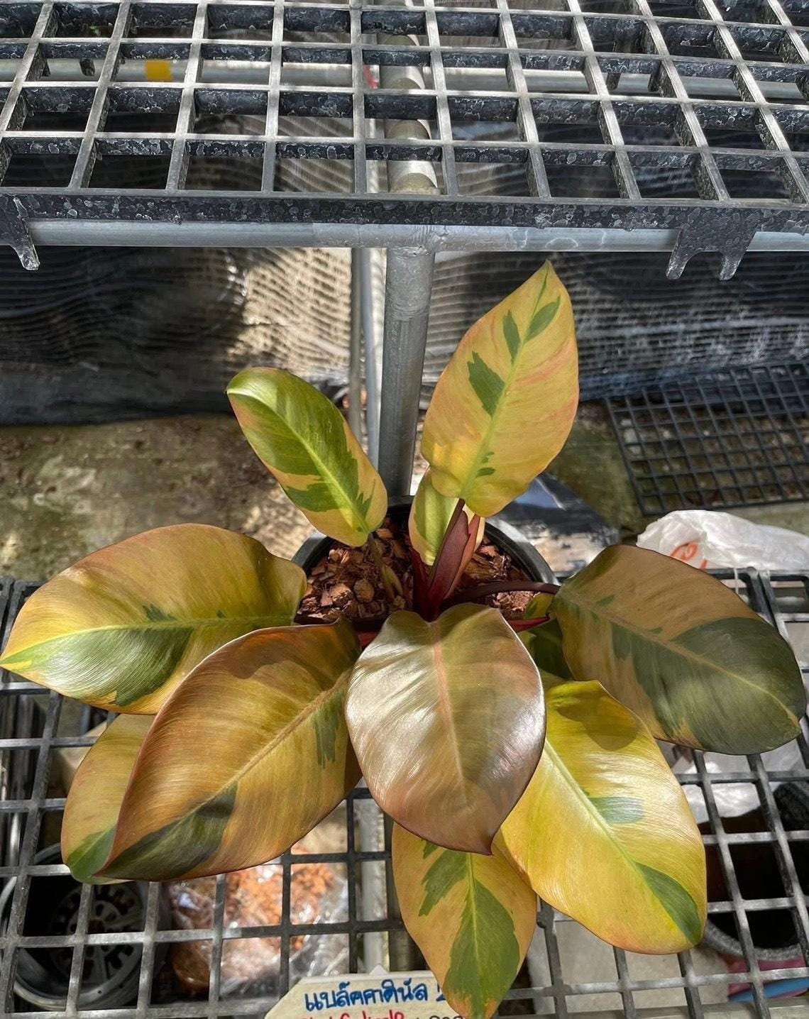 Philodendron Black Cardinal Var. (S) - Etsy