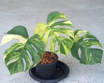 Monstera Aurea Variegated