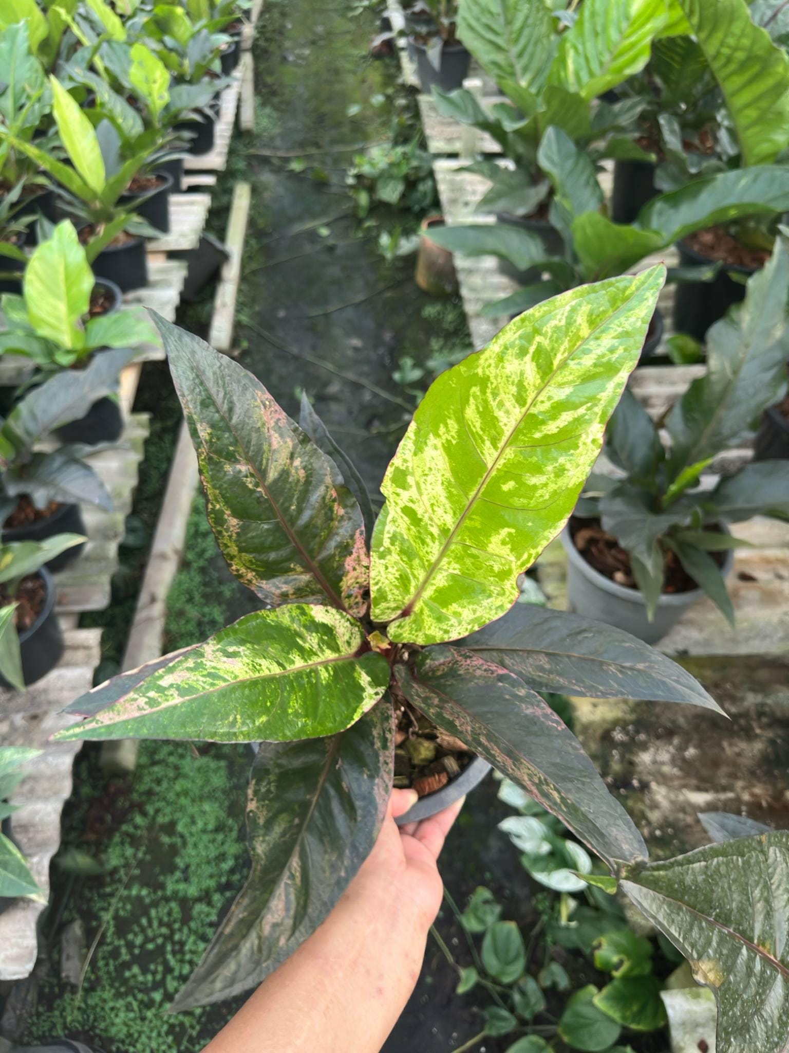 アンスリウム ルネッサンス ピンク 斑入り - Etsy 日本