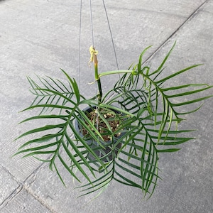 Philodendron Tortum