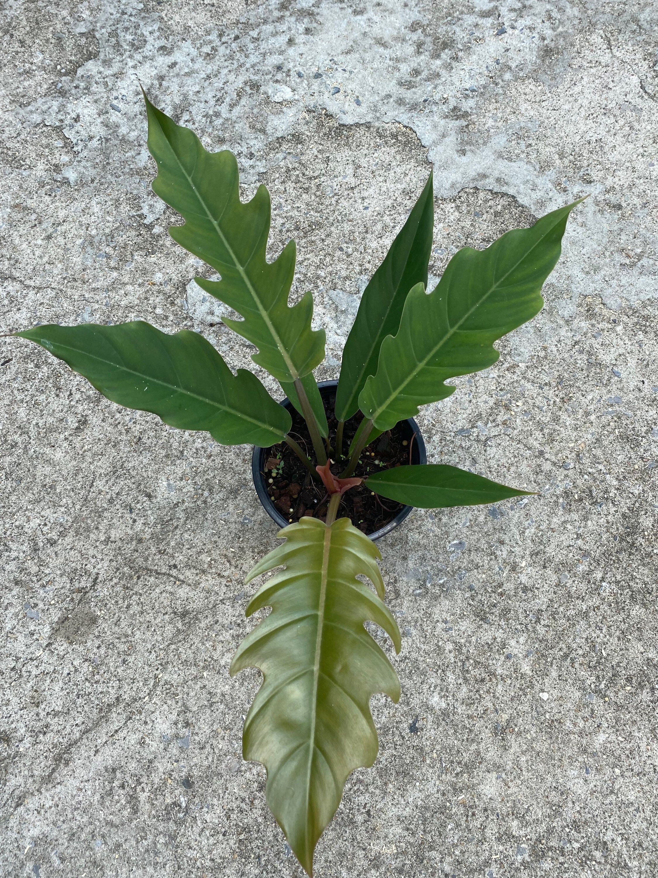 Philodendron Caramel Marblegreen Etsy Singapore
