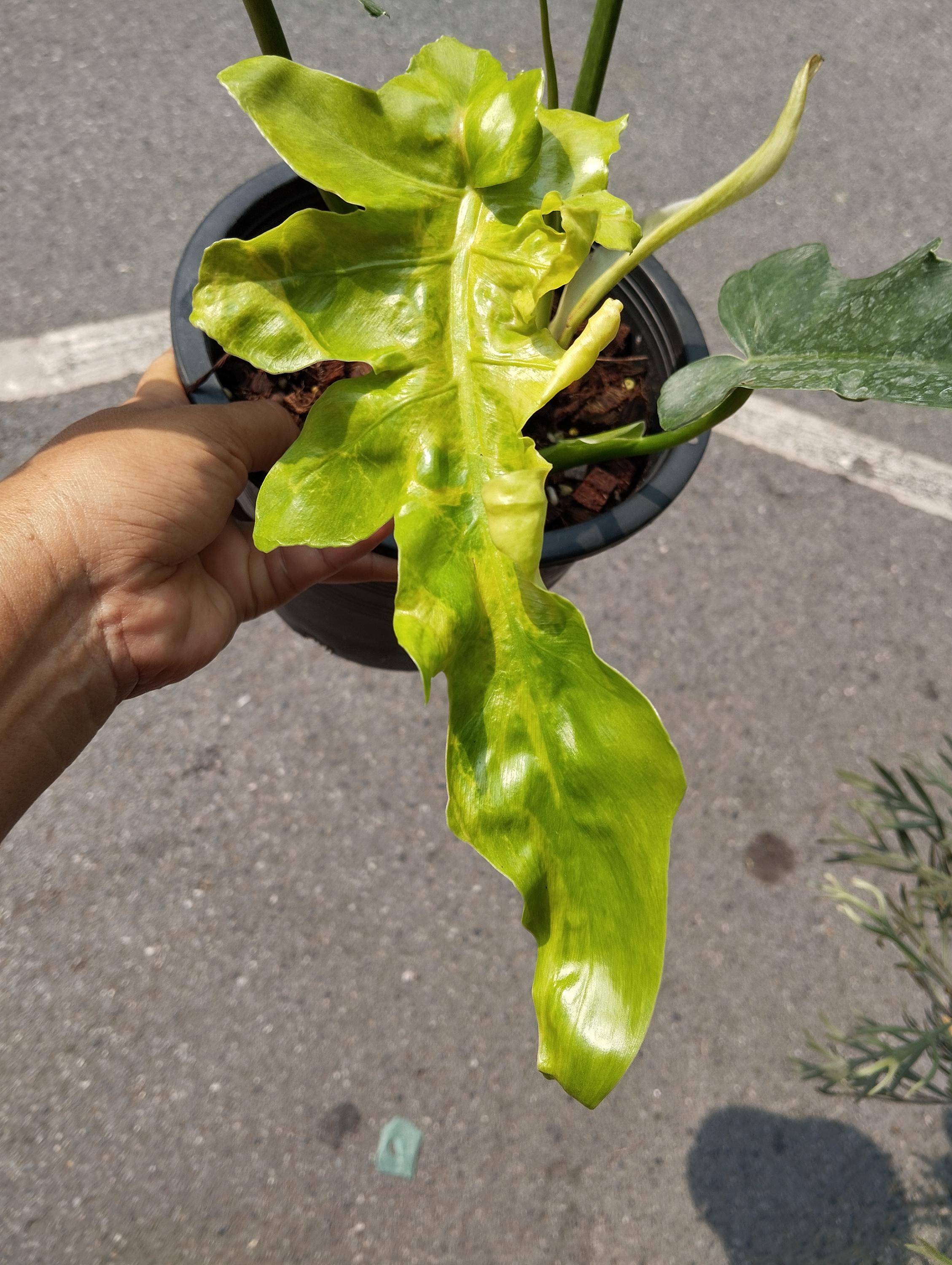 philodendron rankend Philodendron hederaceum 'Cream Splash'