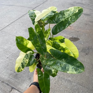 Philodendron Burle Marx Variegated