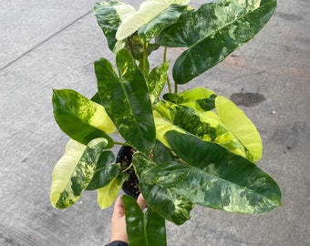 Philodendron Burle Marx Variegated