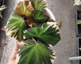 専用❣️Begonia Solimutata variegated ソリムタータ Begonia​ Soli ​Mutata​ Variegated