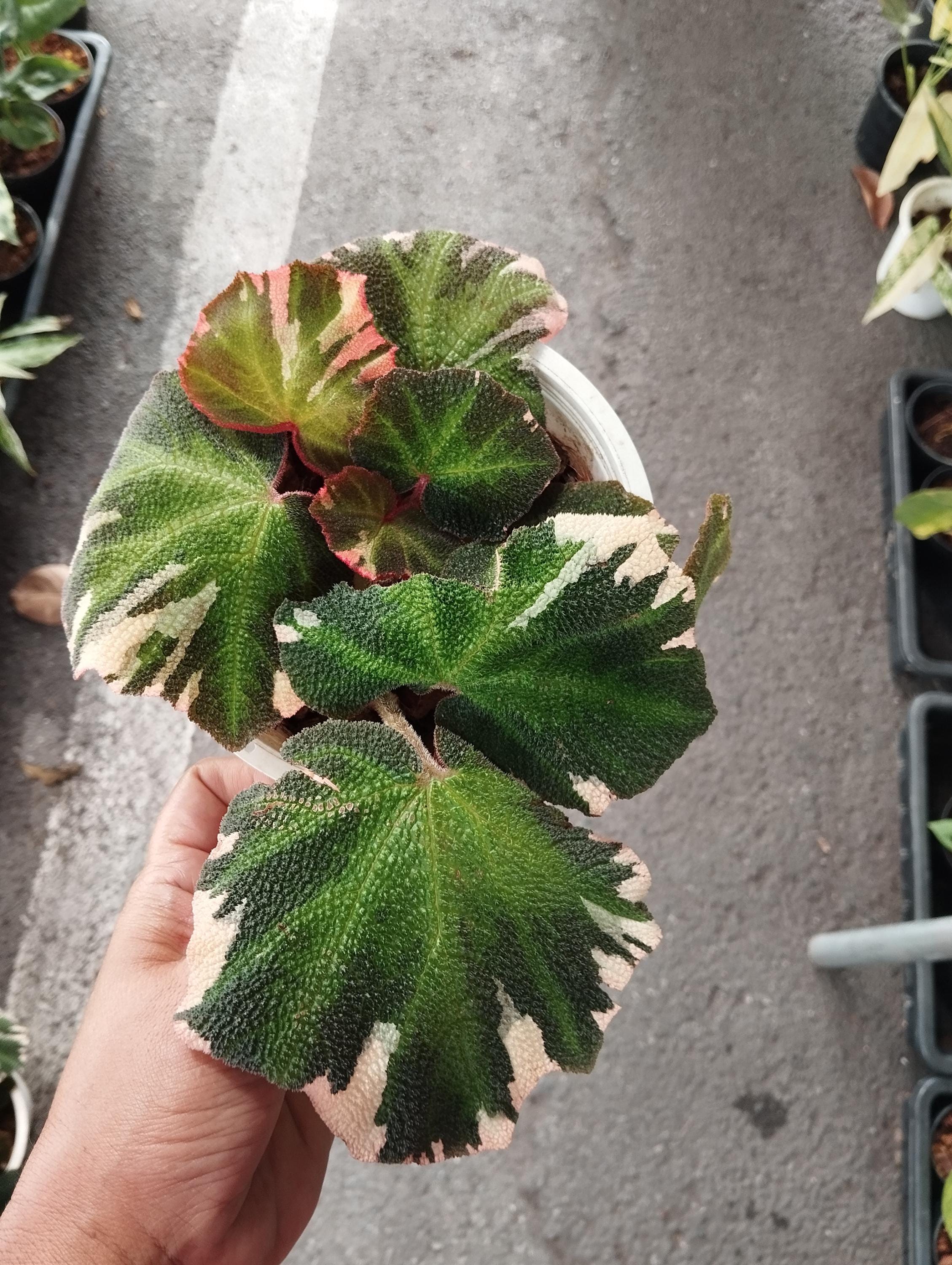 ベゴニア・ソリムタータ・ヤンミンサン ☆ Begonia Soli-mutata