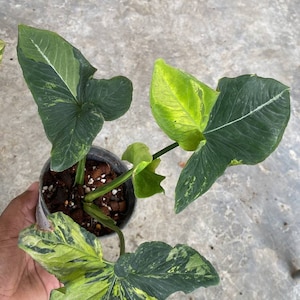 Syngonium Scrambled Egg