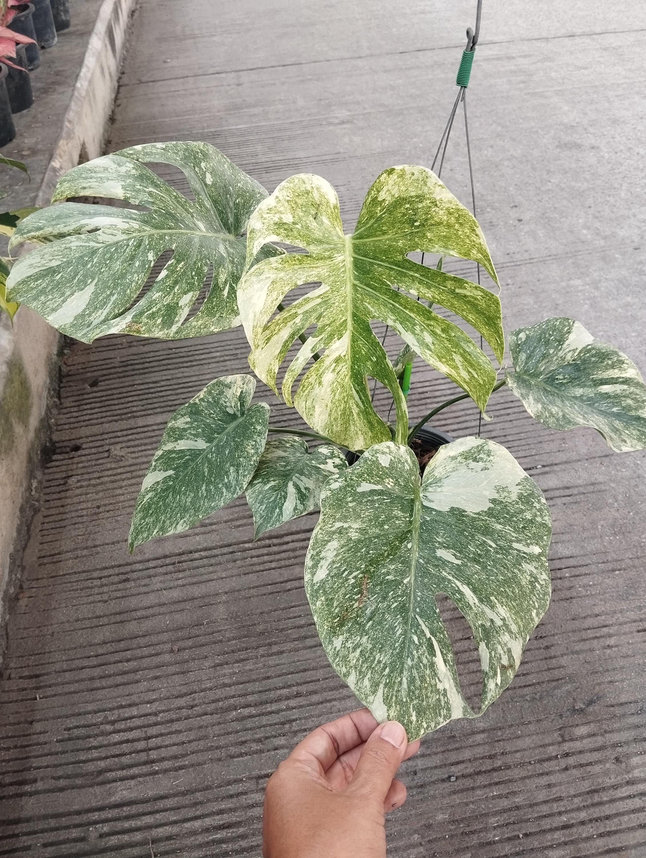 philodendron green princess Philodendron 'White Princess' Nursery 4