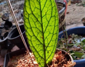 Hoya Tanggamus