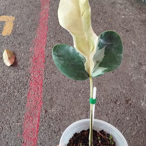 Monstera white lava - Etsy 日本