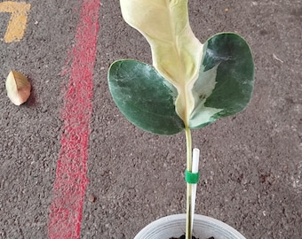 Monstera Weiße Lava