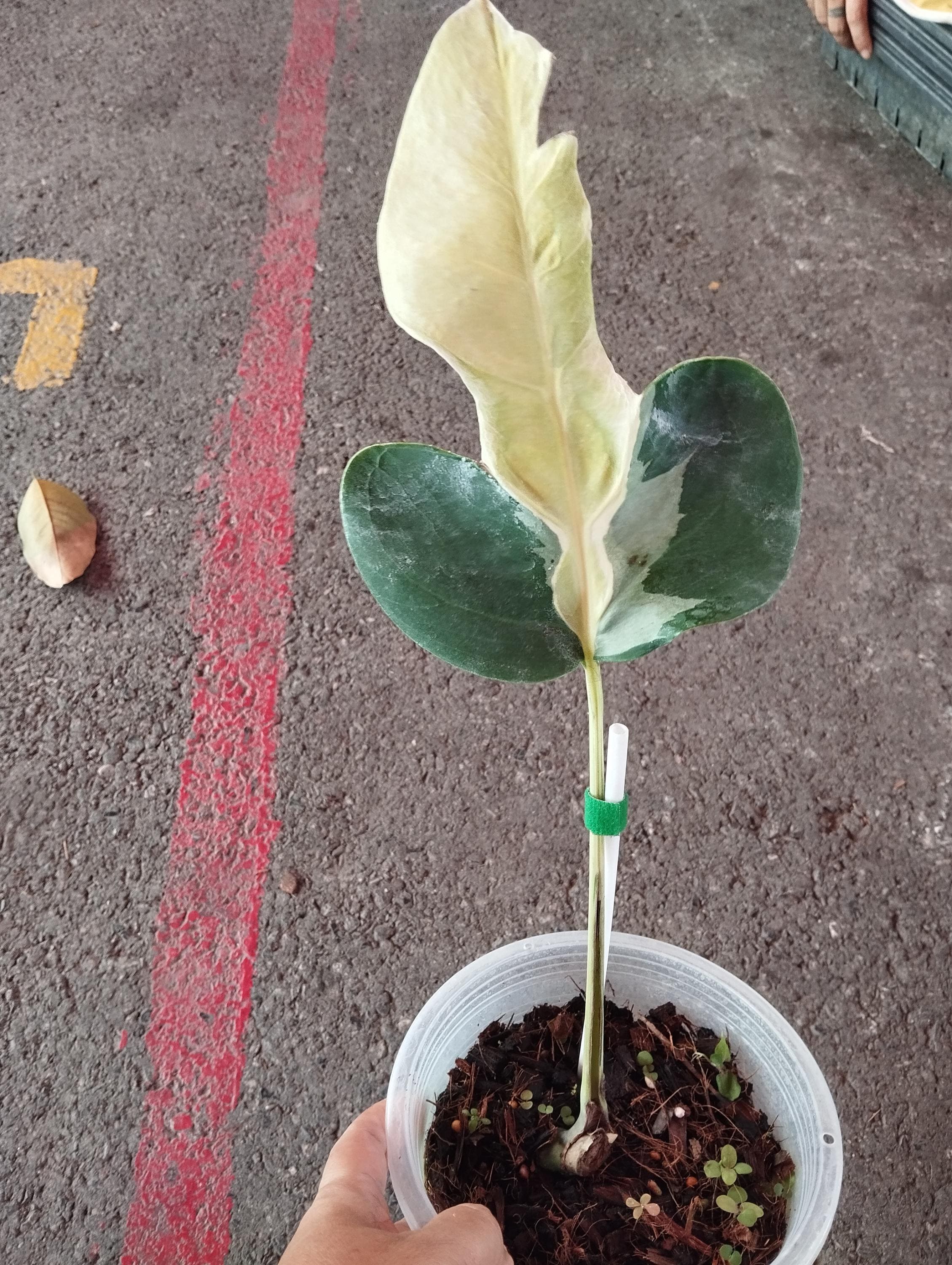 Monstera white lava - Etsy 日本