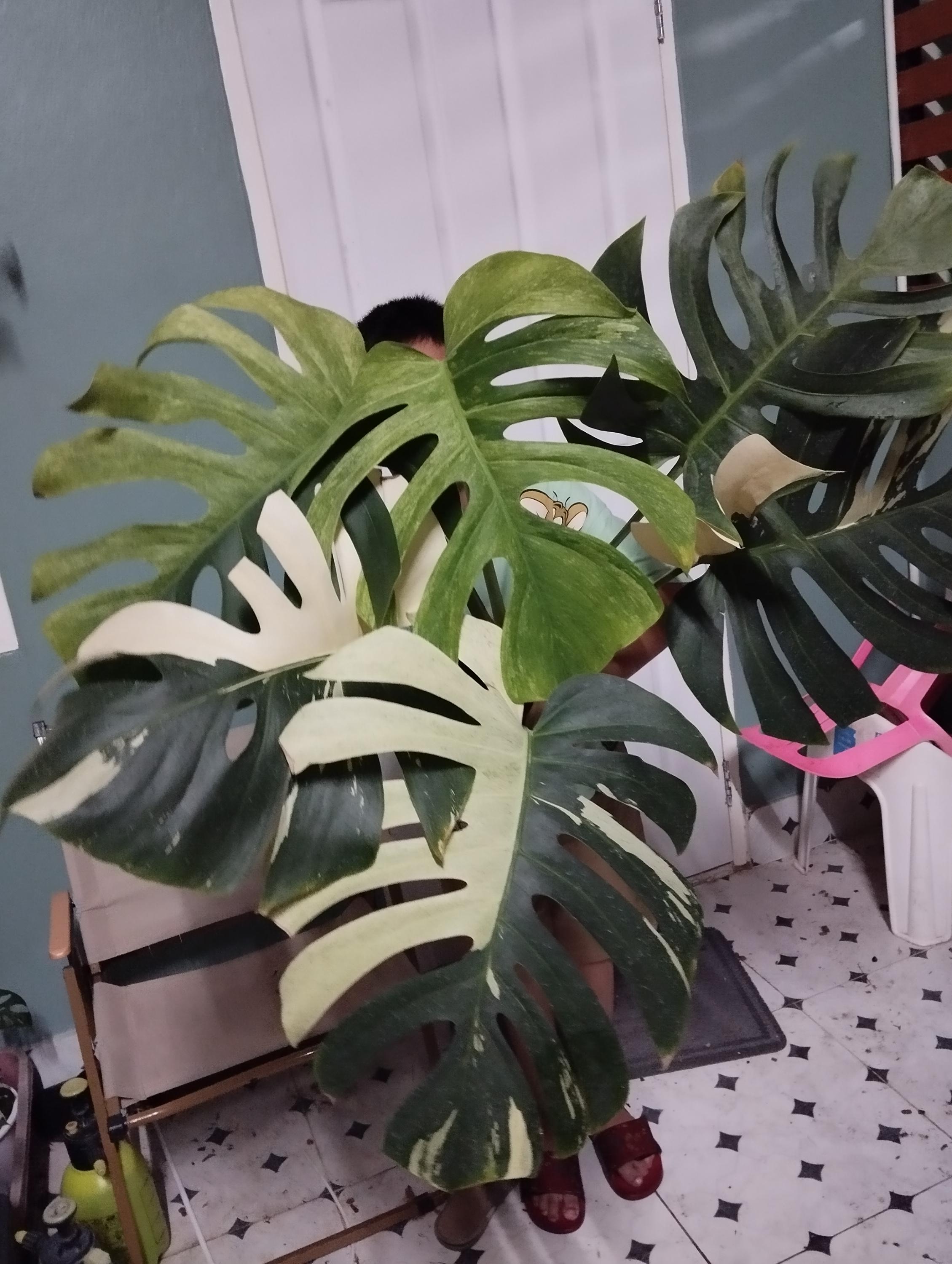 Monstera Deliciosa Ocean Mint - Etsy Canada