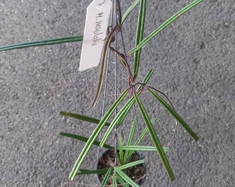 Hoya Insulalis