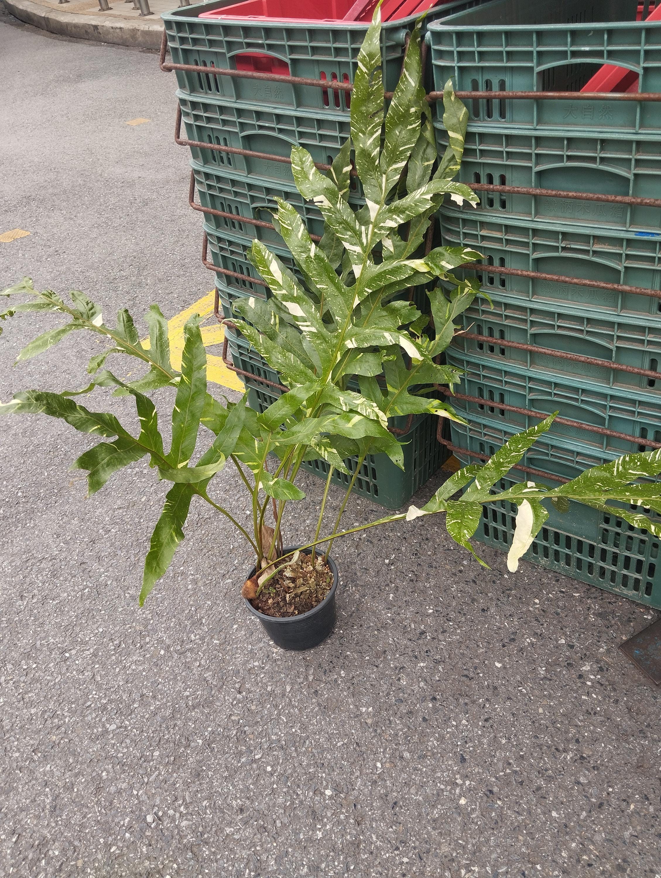 Drynaria Quercifolia Variegated/oak Leaf Fern Variegated - Etsy