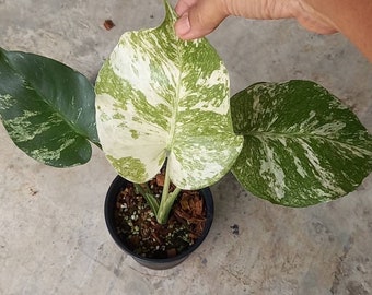 Monstera White Monster Variegated