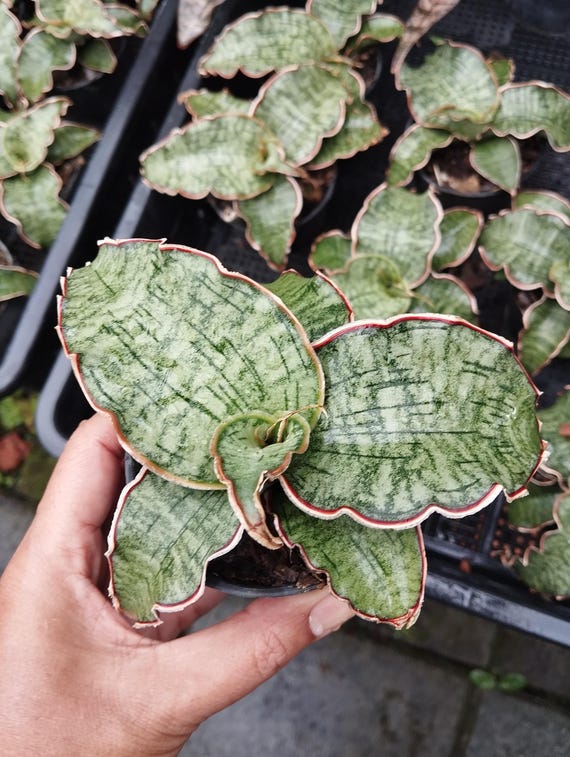 Sansevieria Kirkii Silver Blue - Etsy Canada