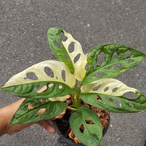 Monstera Adansonii Albo  Variegated