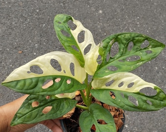 Monstera Adansonii Albo Variegada