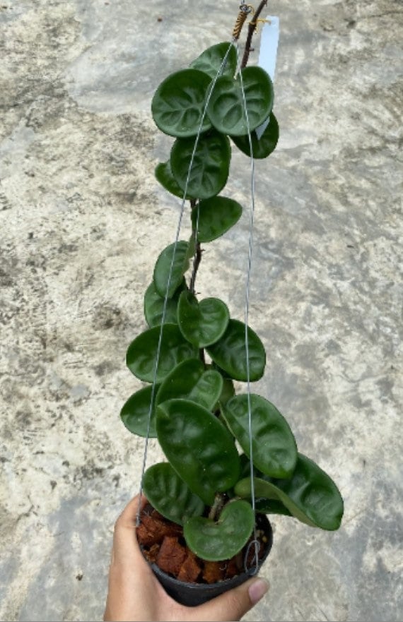 Hoya serpens - Etsy 日本