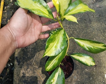 Hoya Diversifolia Maharani variegated