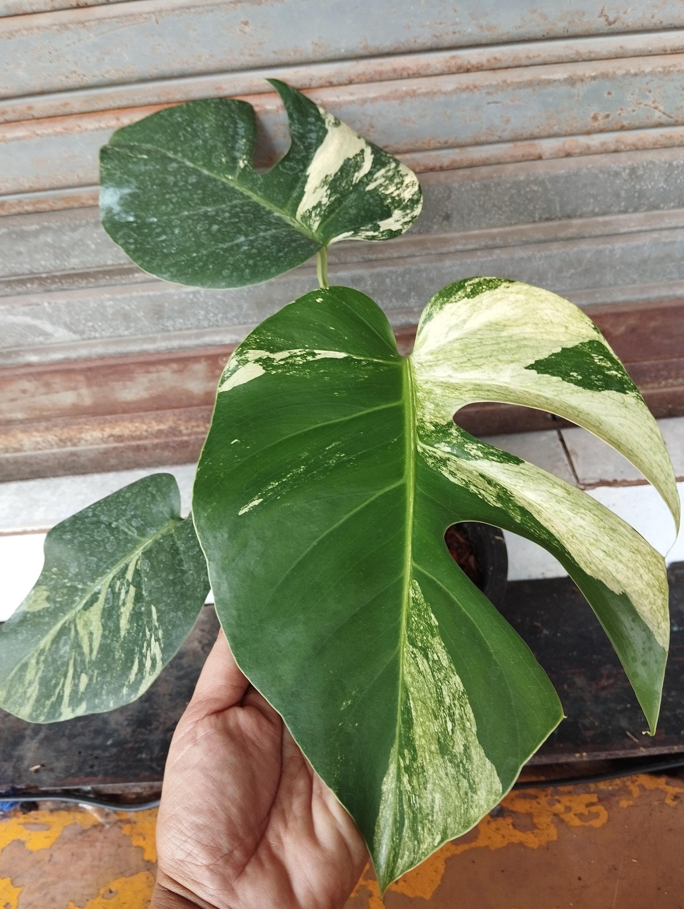 完璧 The Rare Monstera Deliciosa Mint Variegated Houseplant