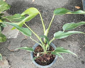 Monstera Burle Marx Flame (M)