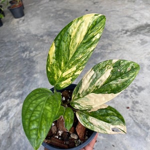 Monstera Kardtenianum Variegated