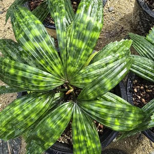 リクアラ　マプ　　希少ヤシ リクアラ マッタネンシス マプ 「Licuala mattanensis 'Mapu' 」17