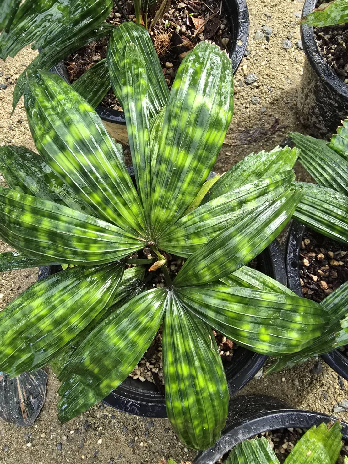 ninja variegata Alocasia 'Black Velvet Ninja' Albo Variegated *Grower's Choice*