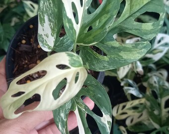 Monstera Acuminata Albo Variegated - Etsy
