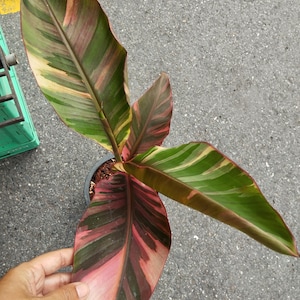 Musa nono pink variegated banana - Etsy 日本
