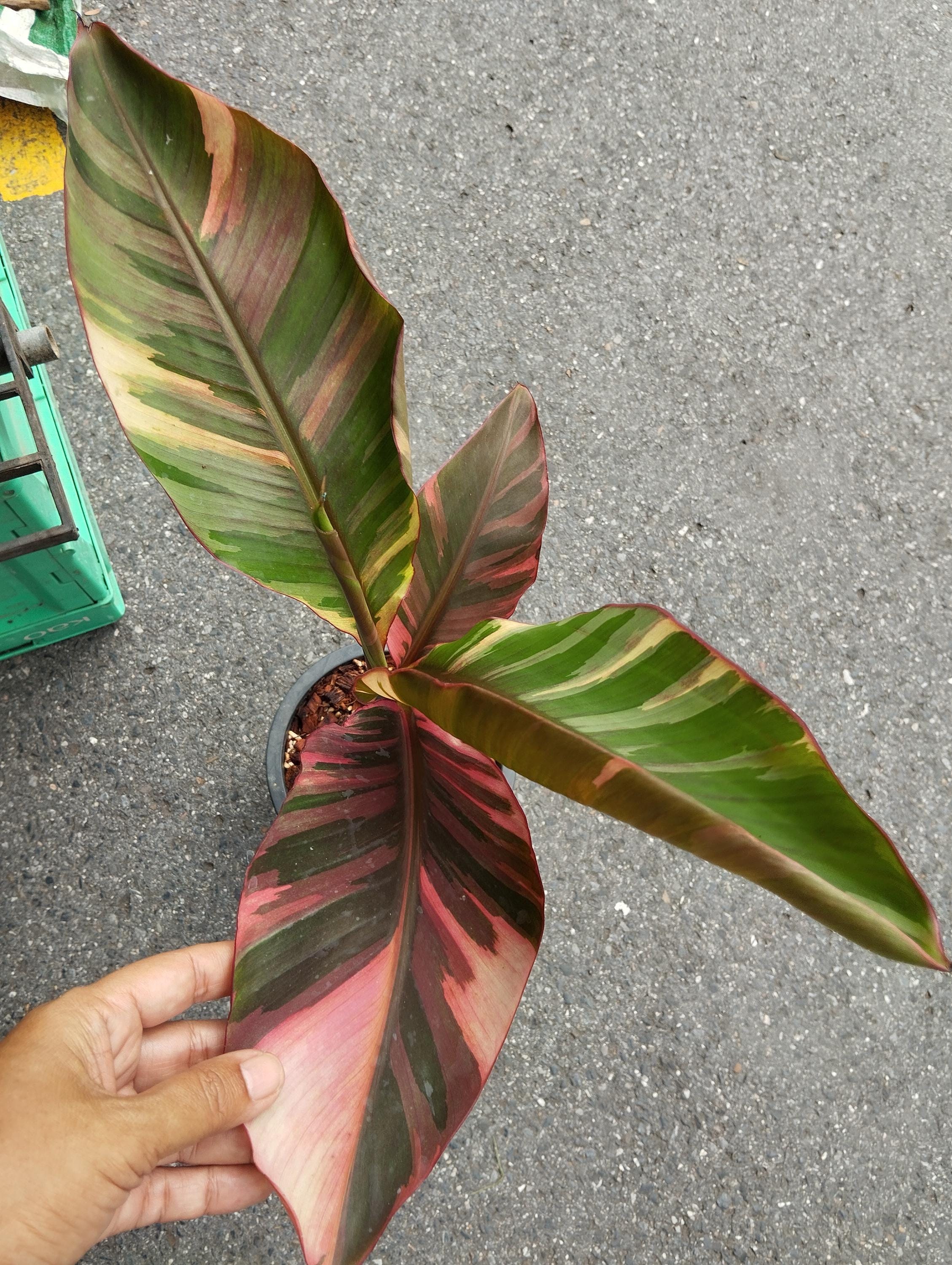 選択可能】ムサ 'ノノ ピンク斑入り'（バナナ） – RARE PLANTS